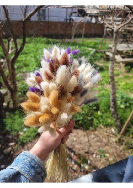 Pamuk Otu Kurutulmuş Tavşan Kuyruğu Gelin Buketi Aranjman Lagurus Çiçek 40 Dal fiyatları