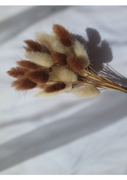 Pamuk Otu Kurutulmuş Tavşan Kuyruğu Gelin Buketi Aranjman Lagurus Çiçek 40 Dal