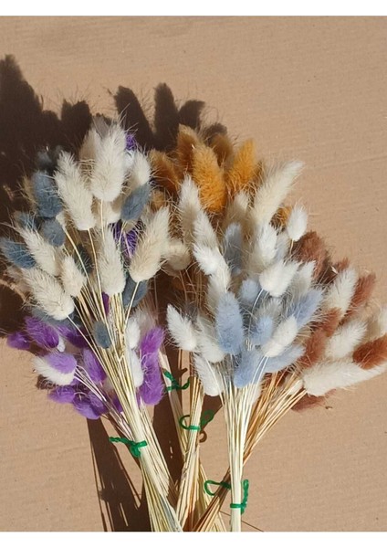 Pamuk Otu Kurutulmuş Tavşan Kuyruğu Gelin Buketi Aranjman Lagurus Çiçek 40 Dal fiyatları