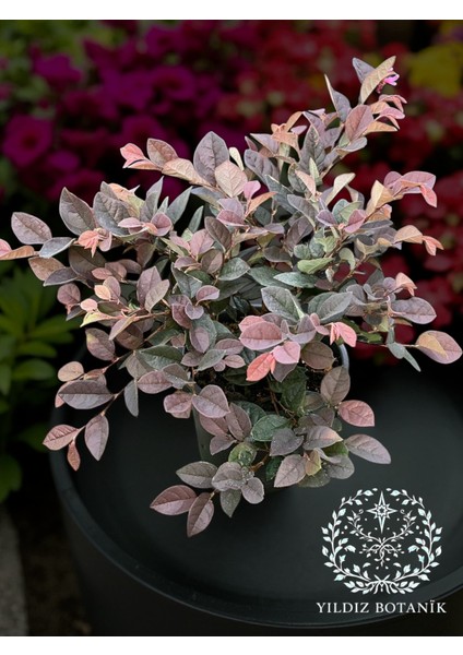 Pembe Rüya Çiçeği Loropetalum Ruby Bitkisi 30-40 cm
