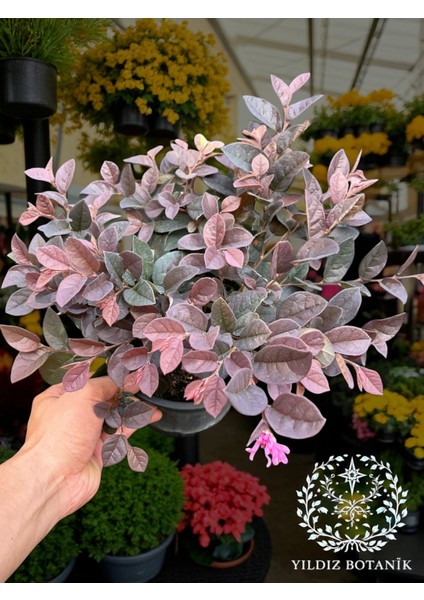 Pembe Rüya Çiçeği Loropetalum Ruby Bitkisi 30-40 cm fiyatları