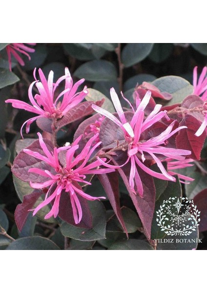 Pembe Rüya Çiçeği Loropetalum Ruby Bitkisi 30-40 cm modelleri