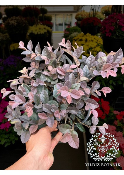 Pembe Rüya Çiçeği Loropetalum Ruby Bitkisi 30-40 cm fırsatları