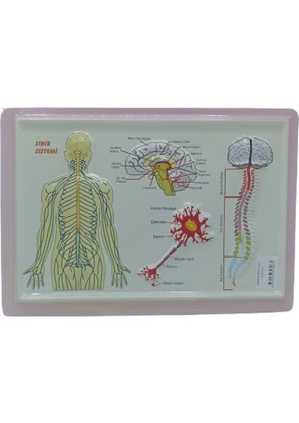 Kabartmalı A4 Anatomik Levha, Eğitim ve Dekorasyon Için Ideal, Tek Adet Fiyatlı