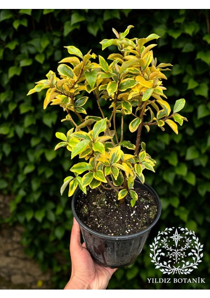 Altuni Alacalı Süs Iğdesi Bitkisi Elaeagnus Ebbingei Gilt Edge Fidanı 40-50 cm modelleri