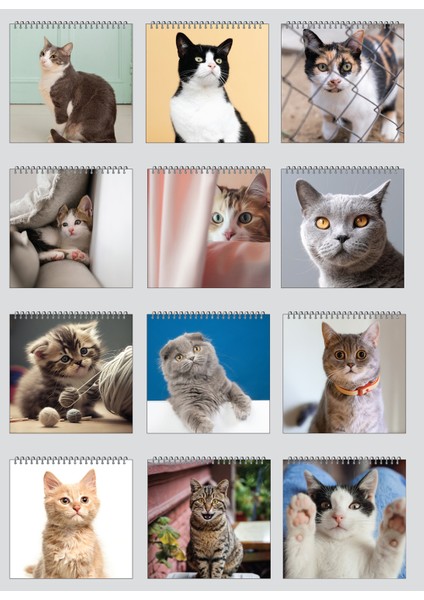 2026 Kedi Masa Takvimi fırsatları