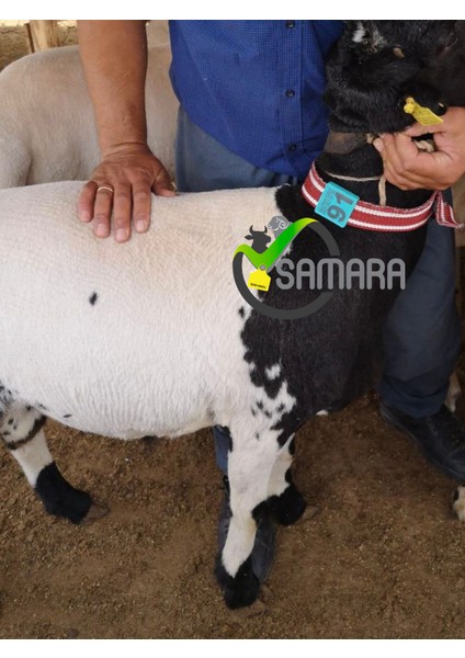 150 Adet Sarı Renk Küçükbaş Hayvan Boyunluk Kemer ve Numaratör Takımı (Kemer+Numara)