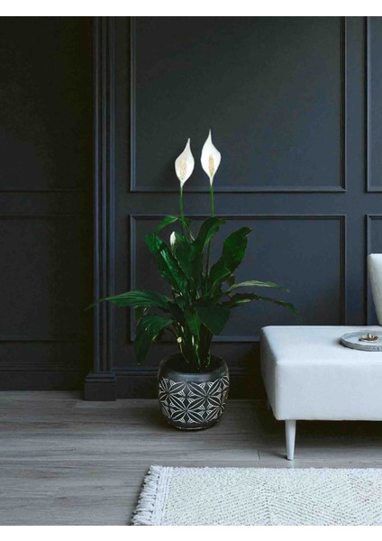 -Beton Saksıda Spatifilyum Barış Çiçeği Bol Köklü Ofis Salon Iç Mekan fırsatları
