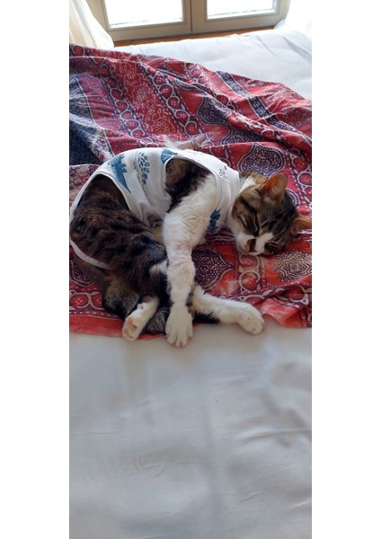 Ameliyat Sonrası Yara Bölgesini Koruyan Kedi Tulumu modelleri