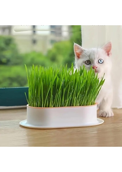 Kedi Için Hidroponik Çim Yetiştirme Saksısı modelleri