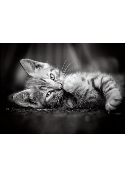 Kedi Yavruları 1000 Parça High Quality Collection Yetişkin Puzzle Kitty Clemkit fiyatları