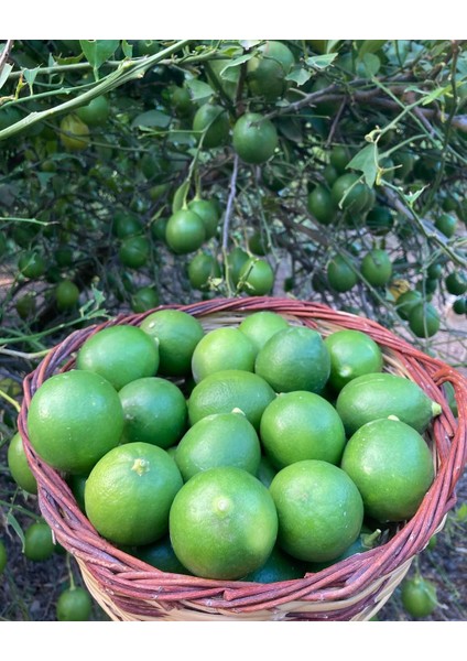 Yeşil bol sulu yazlık Mayer limon