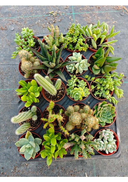 Hiraçiçekçilik fiyatları