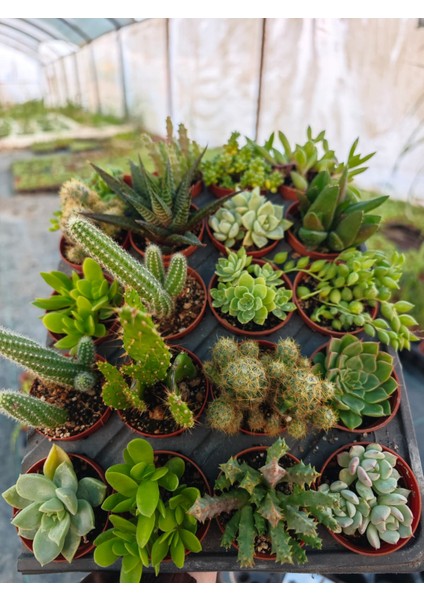 Hiraçiçekçilik modelleri