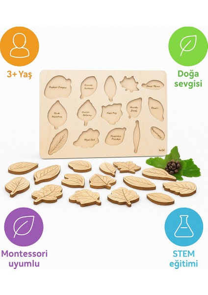 Eğitici Yapraklar | Montessori Bitki ve Doğa Öğrenme Seti