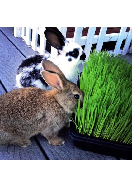 Doğal Tavşan, Kemirgen Çimi, Buğday Tohumu 1 Kilogram