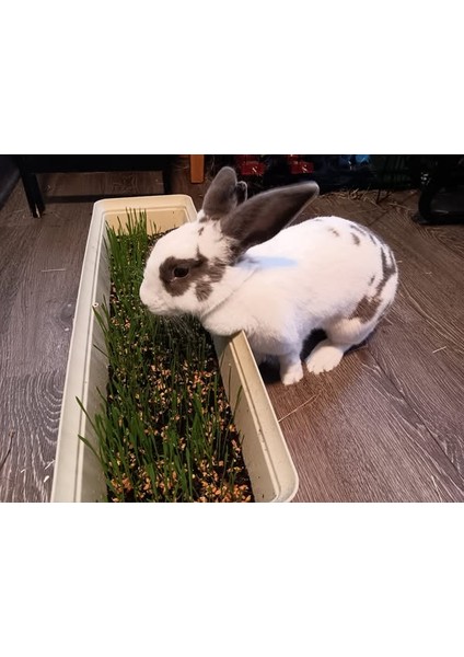 Doğal Tavşan, Kemirgen Çimi, Buğday Tohumu 1 Kilogram fiyatları