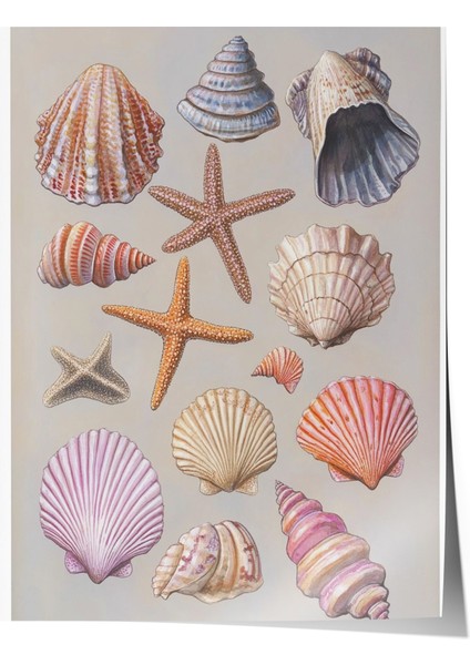 Çerçevesiz Poster, Deniz Kabukları, Pembe Arka Planlı, Koleksiyon Çizimi 1 Poster No: 107442