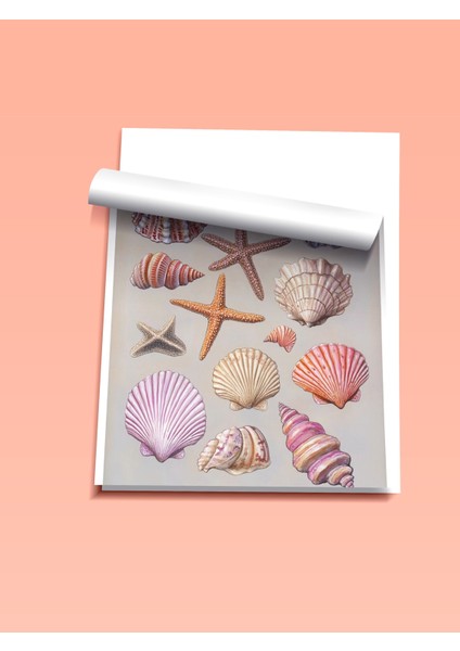 Çerçevesiz Poster, Deniz Kabukları, Pembe Arka Planlı, Koleksiyon Çizimi 1 Poster No: 107442 fiyatları