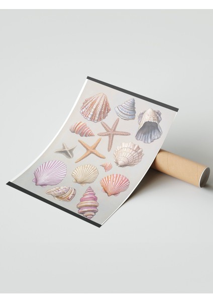 Çerçevesiz Poster, Deniz Kabukları, Pembe Arka Planlı, Koleksiyon Çizimi 1 Poster No: 107442 modelleri