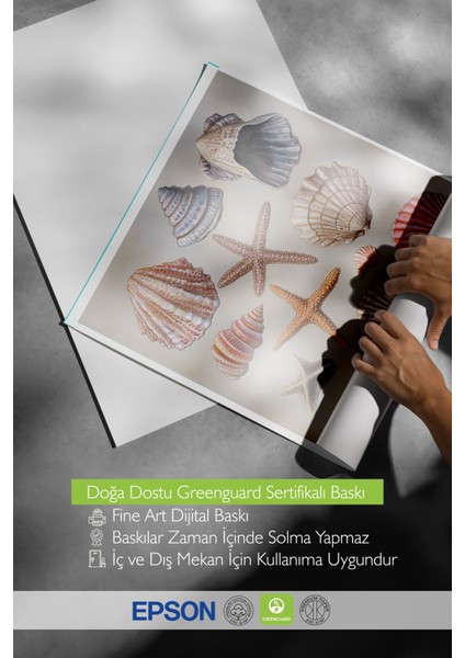 Çerçevesiz Poster, Deniz Kabukları, Pembe Arka Planlı, Koleksiyon Çizimi 1 Poster No: 107442 indirimleri