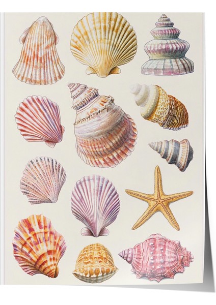 Çerçevesiz Poster, Denizin Hazinesi – Vintage Kabuk Illüstrasyonu Poster No: 107445