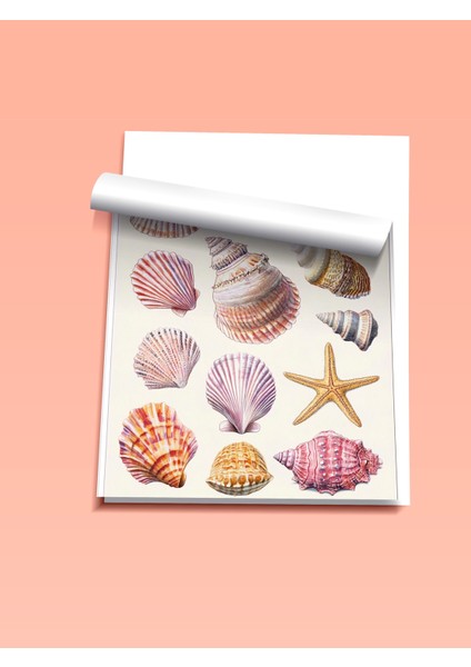 Çerçevesiz Poster, Denizin Hazinesi – Vintage Kabuk Illüstrasyonu Poster No: 107445 fiyatları