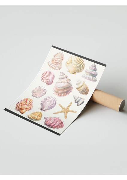 Çerçevesiz Poster, Denizin Hazinesi – Vintage Kabuk Illüstrasyonu Poster No: 107445 modelleri