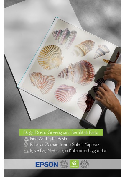 Çerçevesiz Poster, Denizin Hazinesi – Vintage Kabuk Illüstrasyonu Poster No: 107445 indirimleri