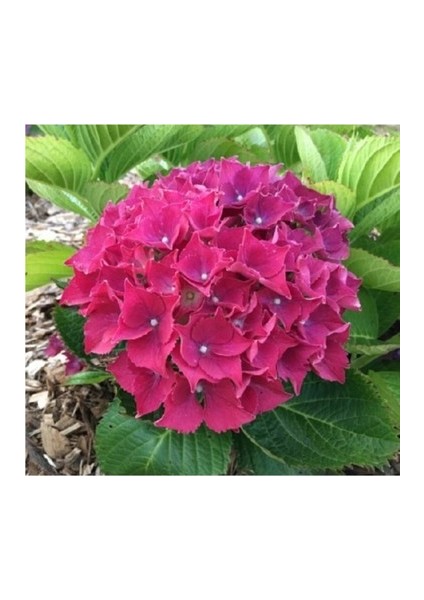 Kırmızı Ortanca Çiçeği Fidanı 10-20 cm