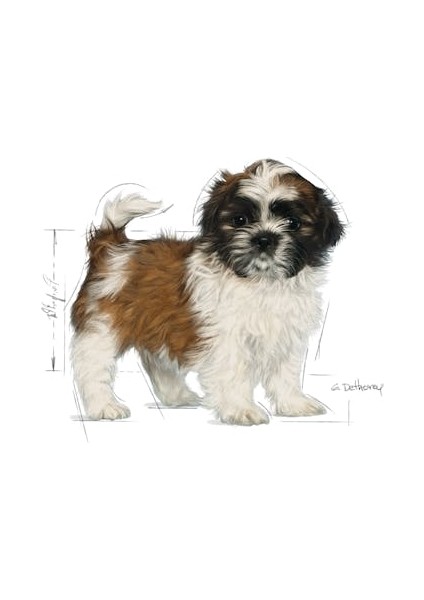 Shih Tzu Yavru Köpek Maması 1.5kg modelleri