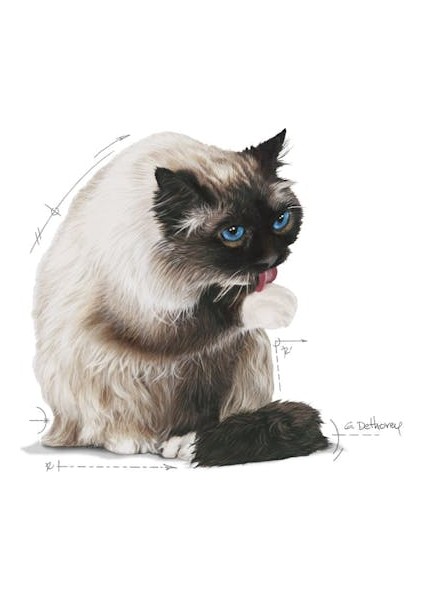 Hairball Care Tüy Yumağı Önleyici Kedi Maması 2 Kg modelleri