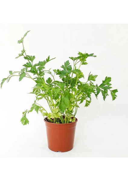 Maydanoz Tohumu D'giant Italiana Çeşidi (İri Yapraklı), 1 Gram fiyatları