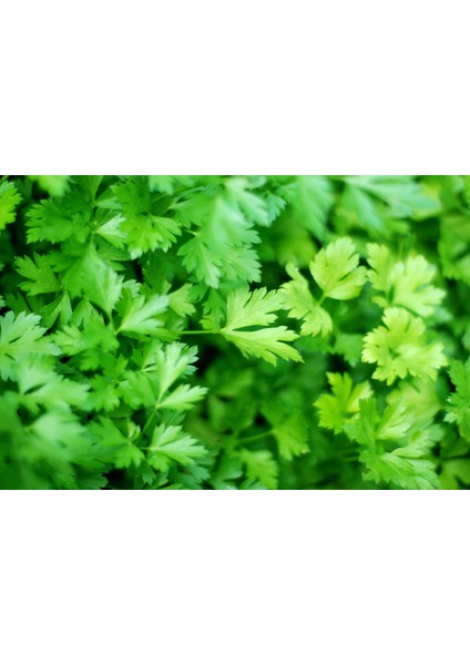 Maydanoz Tohumu D'giant Italiana Çeşidi (İri Yapraklı), 1 Gram modelleri