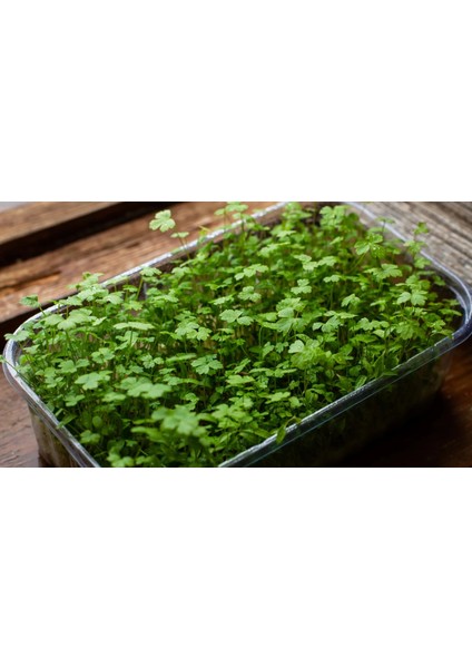 Maydanoz Mikro Yeşillik Tohumu, D'giant Italiana Çeşidi, 15 Gram