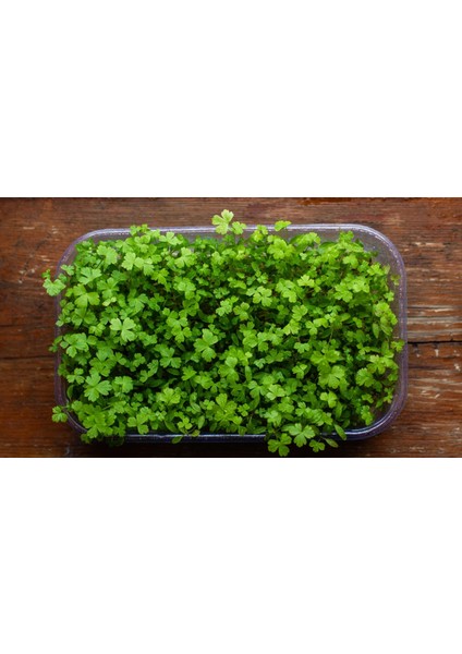 Maydanoz Mikro Yeşillik Tohumu, D'giant Italiana Çeşidi, 15 Gram fiyatları