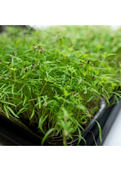 Yerli Dereotu Mikro Yeşillik Tohumu, Gönen Çeşidi, 15 Gram