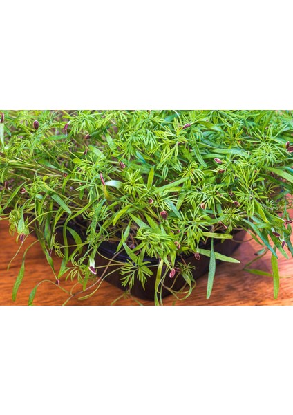 Yerli Dereotu Mikro Yeşillik Tohumu, Gönen Çeşidi, 15 Gram fiyatları