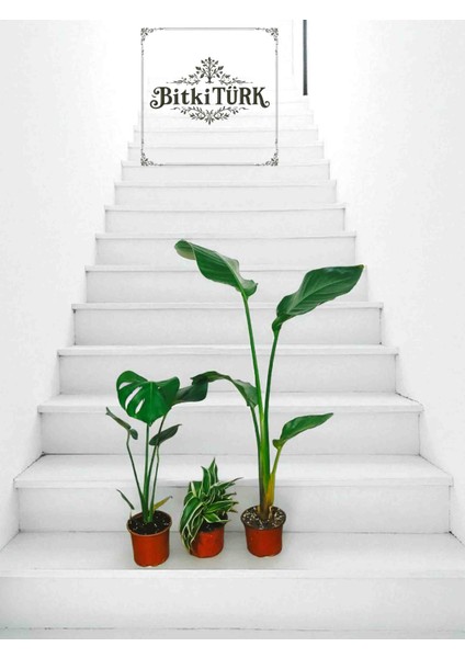 -3lü Iç Mekan Bitki Seti Monstera Starliçe ve Kurdele Çiçeği Ofis Salon Hediye