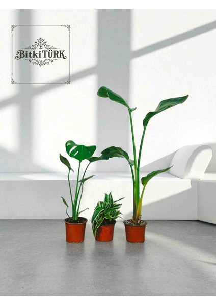 -3lü Iç Mekan Bitki Seti Monstera Starliçe ve Kurdele Çiçeği Ofis Salon Hediye fiyatları