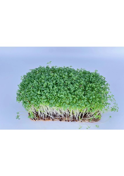 Yerli Tere Mikro Yeşillik Tohumu, Geniş Yapraklı, 15 Gram