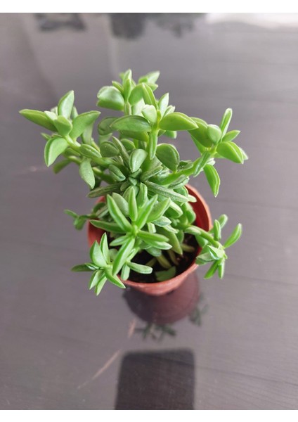 Bitki Ekim Kiti fırsatları