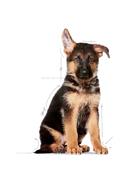 Maxi Puppy Büyük Irk Yavru Köpek Maması 15 Kg. modelleri