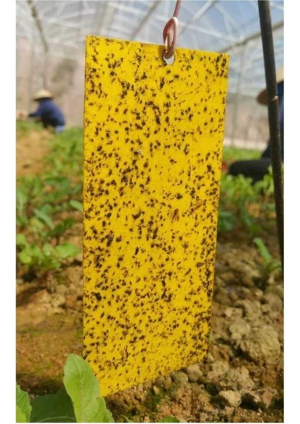 Sarı Yapışkan Tuzak 10'lu Paket fiyatları