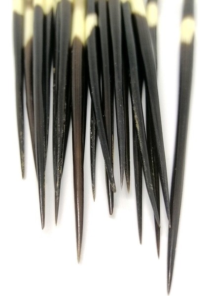 Kirpi Dikeni Oku-büyük boy, Rölyef sanatına uygun-1 Adet modelleri