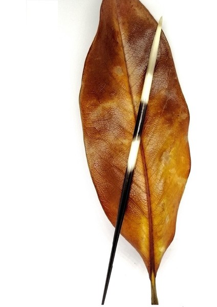 Kirpi Dikeni Oku-Orta boy (15-19.99cm arası, Rölyef sanatına uygun-1 Adet