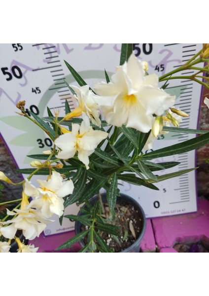 Zakkum Çiçeği (Nerium Oleander) - Renkli ve Dayanıklı Çiçekli Bitki fiyatları