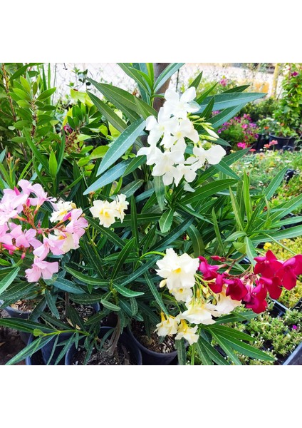Zakkum Çiçeği (Nerium Oleander) - Renkli ve Dayanıklı Çiçekli Bitki modelleri
