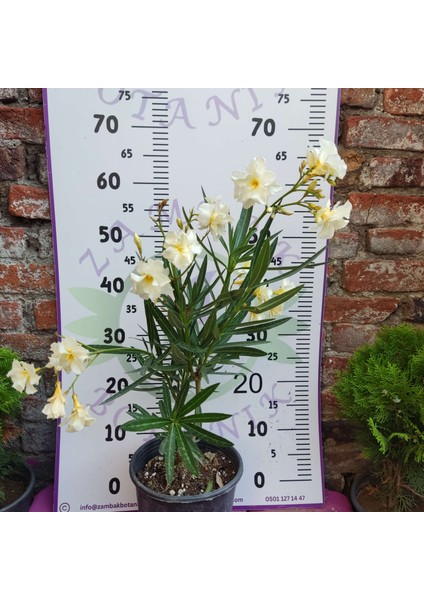 Zakkum Çiçeği (Nerium Oleander) - Renkli ve Dayanıklı Çiçekli Bitki fırsatları