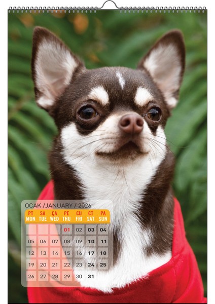 2026 Köpek / Doge Duvar Takvimi